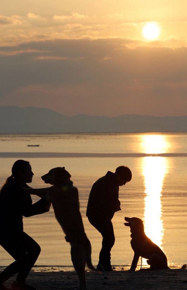 신화 속 개의 형상은 다양하다. 집을 지켜주는 친구이자 신의 징벌로부터 밀을 보존해 오늘날 문명을 추동해준 인류의 은인이며, 사람과 결혼한 종족의 시조였다. 사진은 2018년 개의 해 첫날을 맞아 일출을 배경으로 놀고 있는 진돗개 대한이와 민국이. 경향신문 자료사진