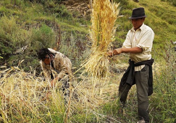 신화적인 곡물인 칭커를 수확하는 티베트 사람들.