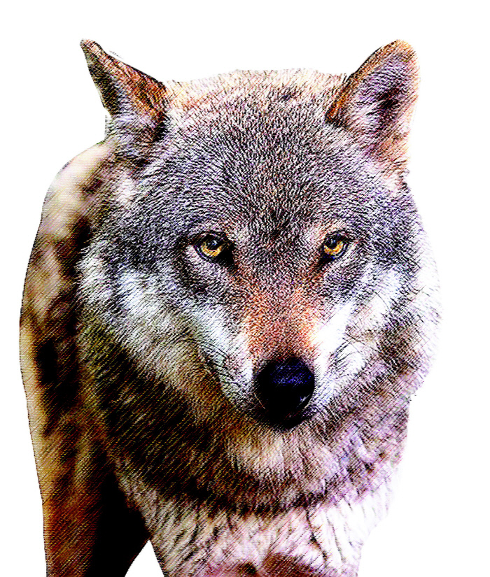 [조현설의 아시아 신화로 읽는 세상](27) ‘늑대정신’의 원조는 중화민족이 아니라 흉노·돌궐 등 ‘이민족’