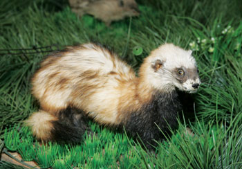 에벵키 민족박물관에 전시된 솔롱고스 박제. 한국인의 원류와 한·몽 관계의 그릇된 지식을 바로잡을 수 있는 긴요한 실물 자료다. <김문석 기자>